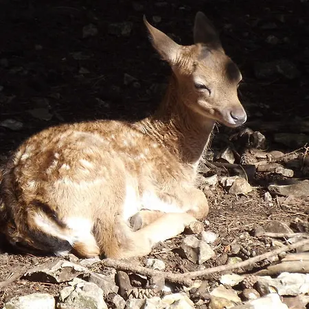 Bed & Breakfast Vico Vacanze